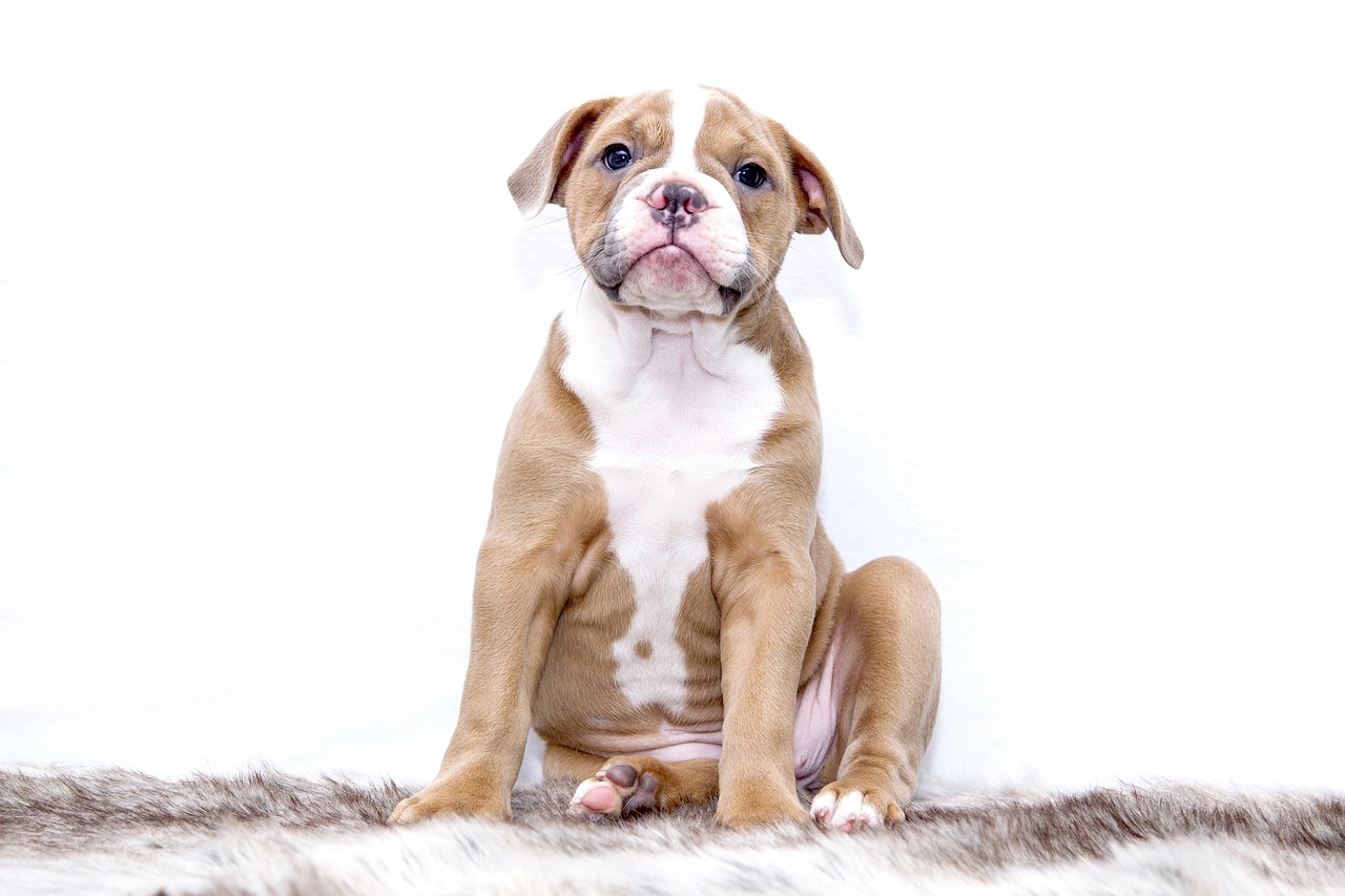 The Most Hypoallergenic Dog Breeds - What You Need to Know